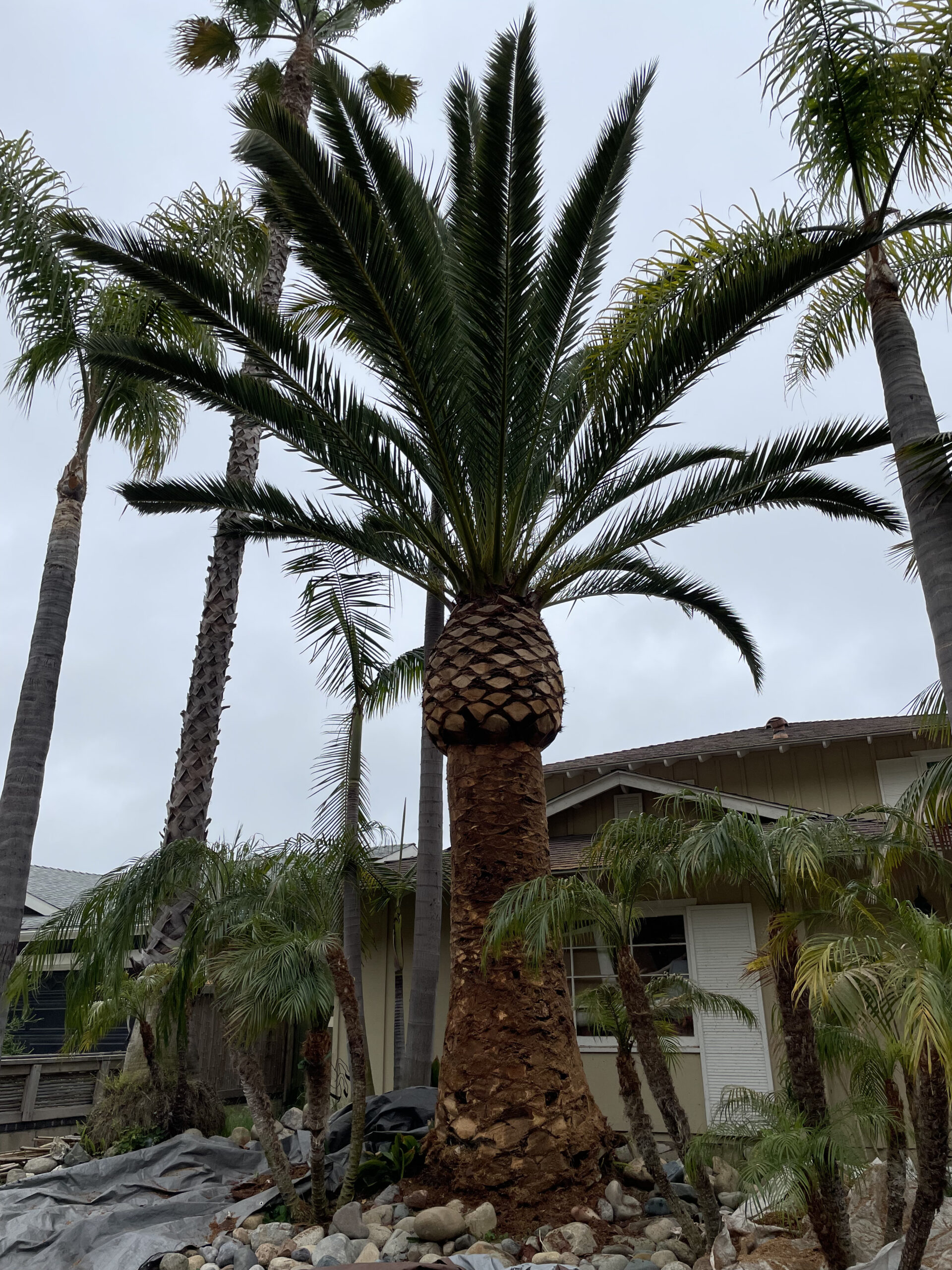 Palm Tree Care in Orange County, CA