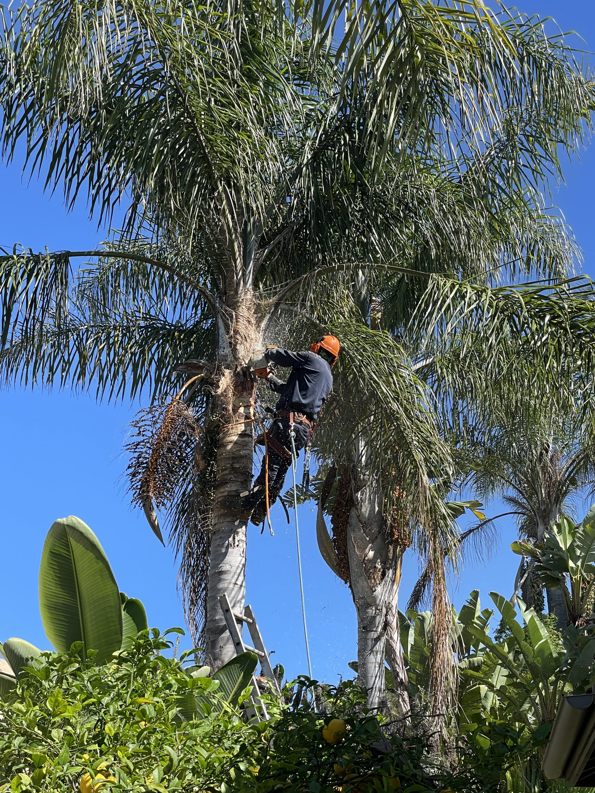 Palm Tree Maintenance Under Blue Sky