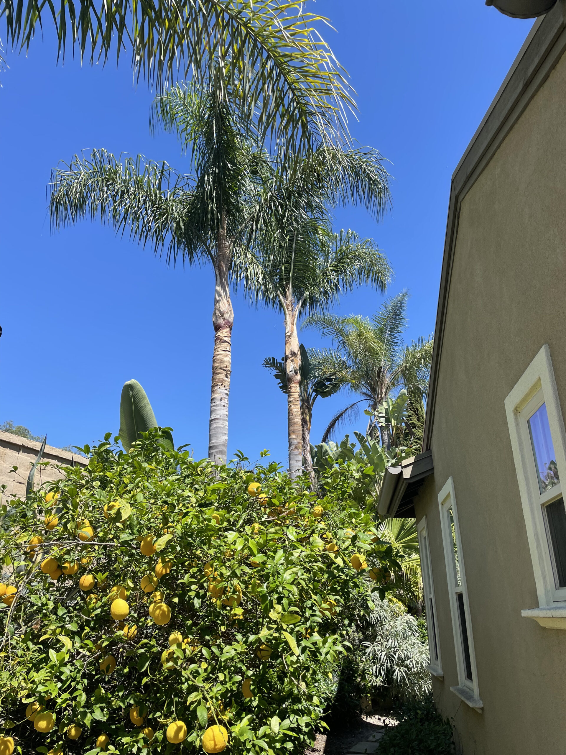 Palm Tree Trimming in a Residential Area