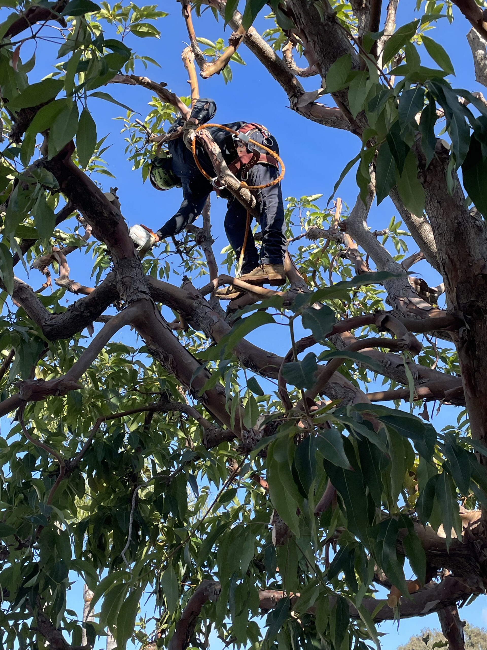 Tree Trimming Work in a Residential Backyard