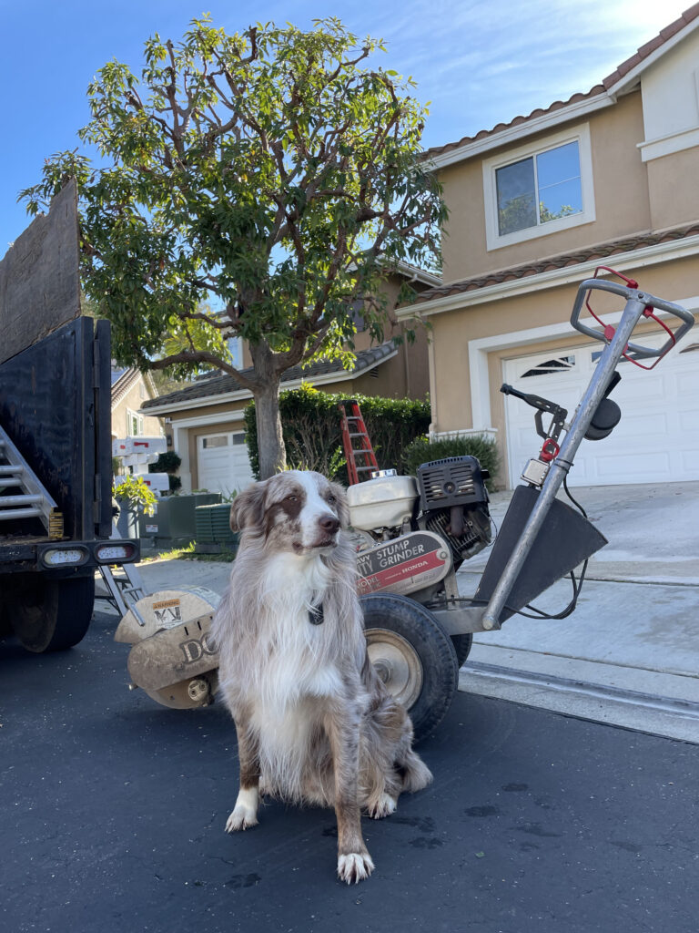 Dog in Front of a Residential Property