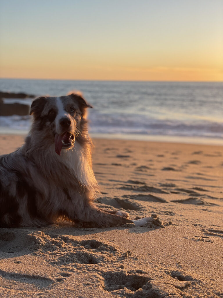 Dog at the Beach