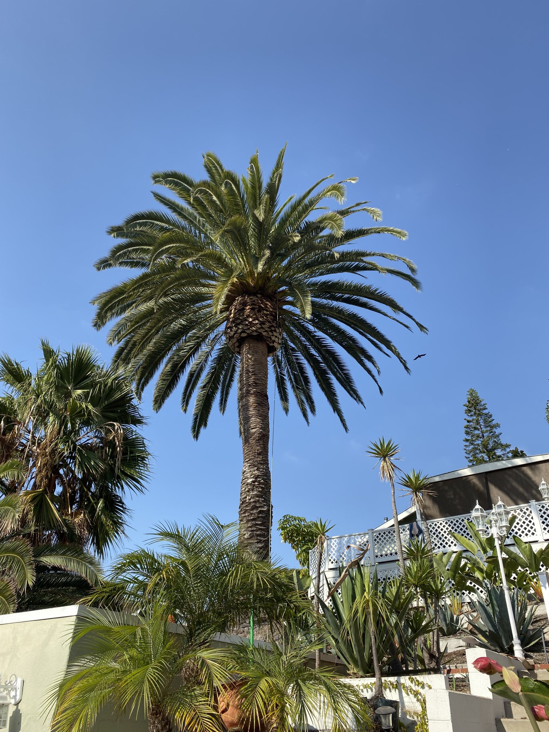 Palm Tree Care in Orange County, CA