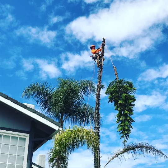 Tree Pruning Near House in Orange County