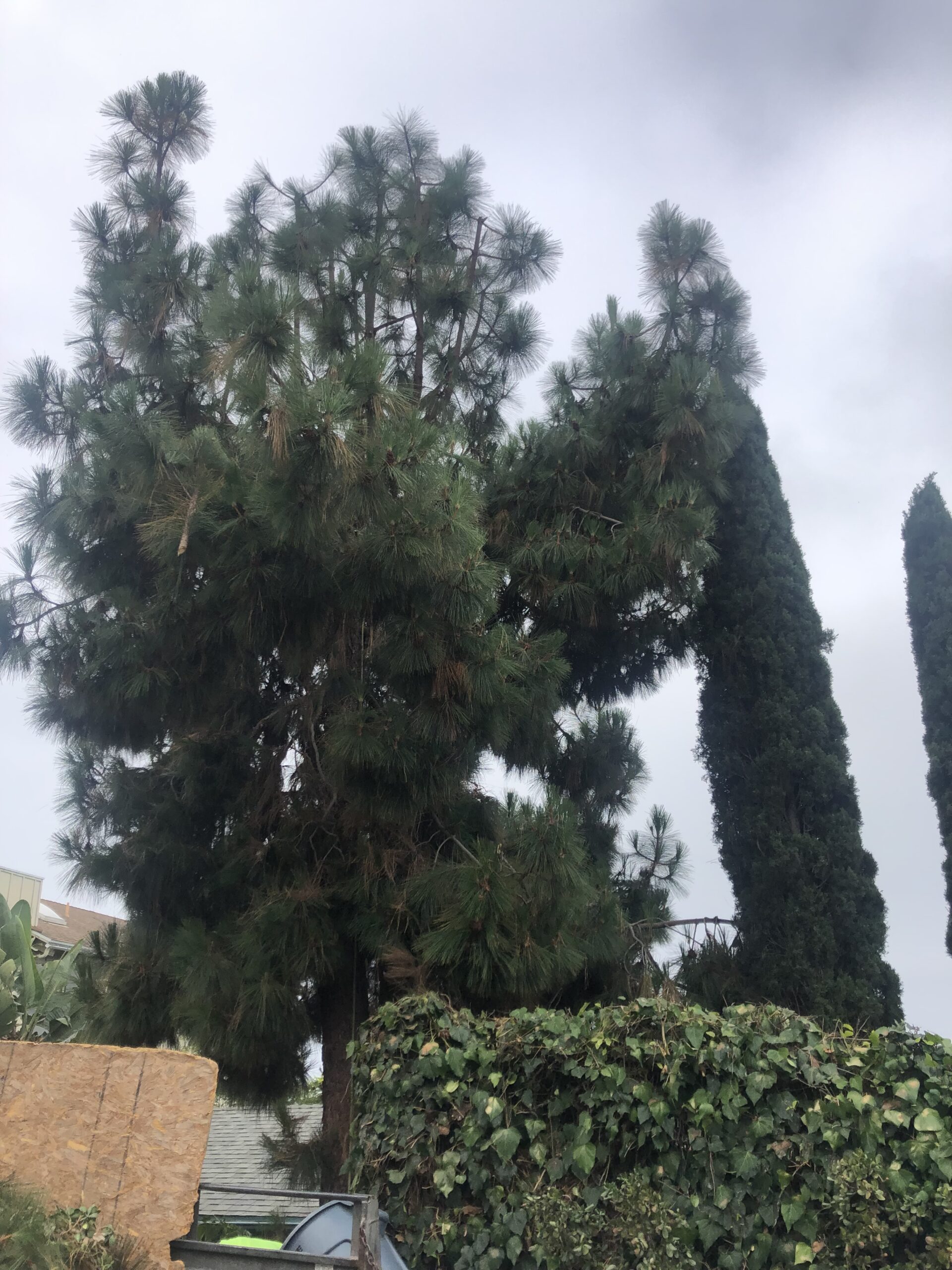 Large Tree Trimming Services in Orange County, CA