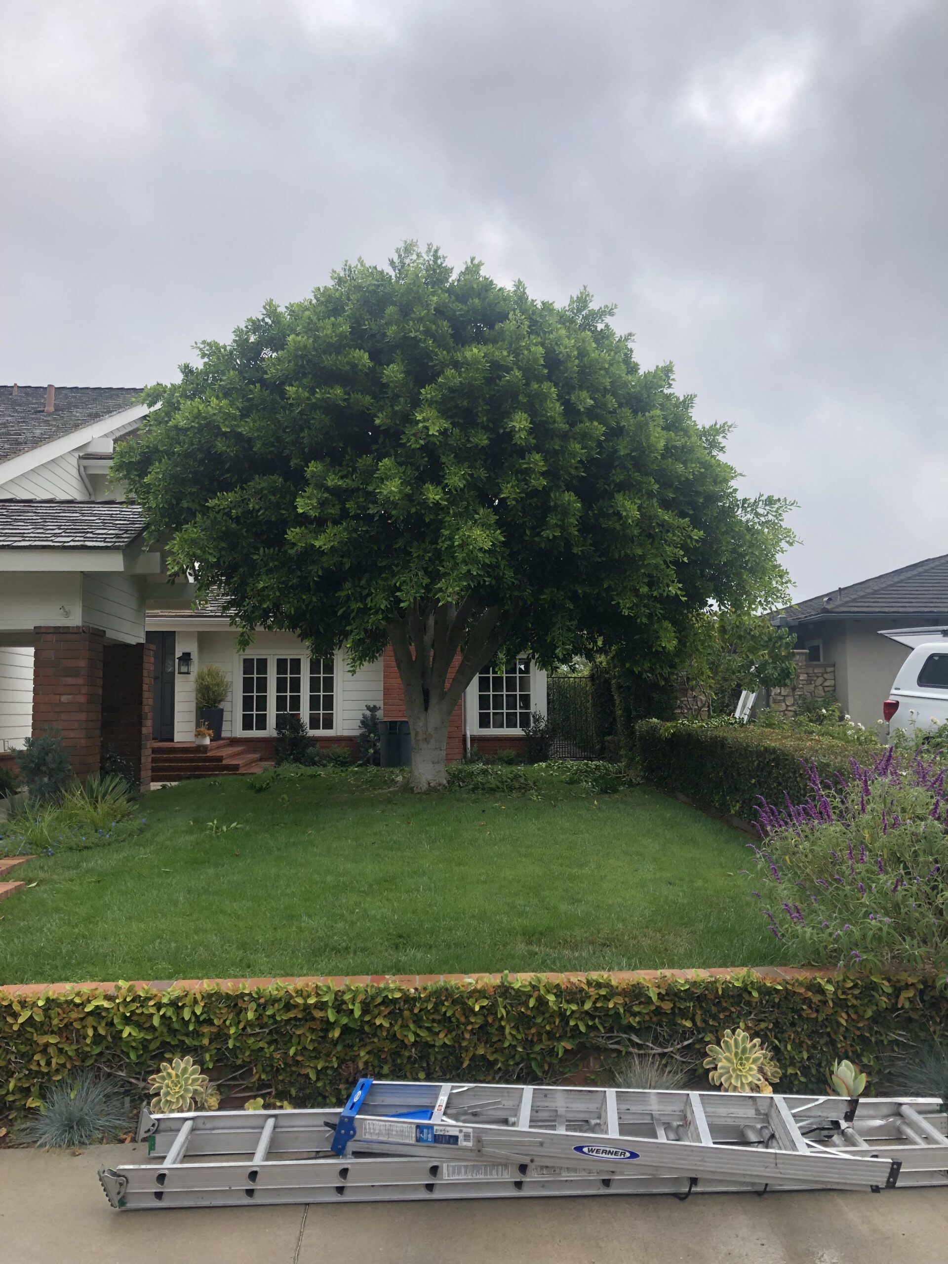 Tree Trimming Service on a Large Residential Property