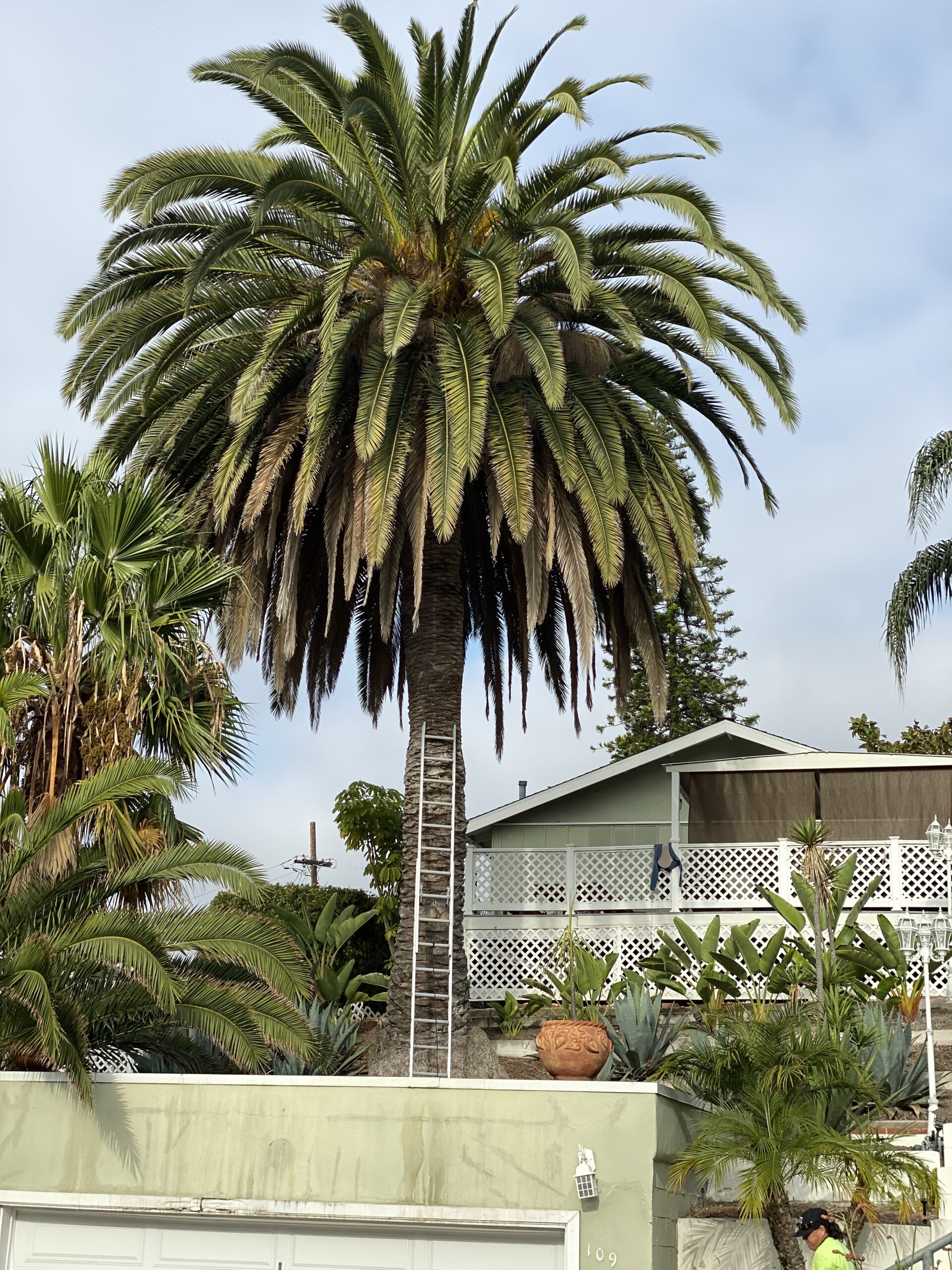 Residential Palm Tree Trimming Service