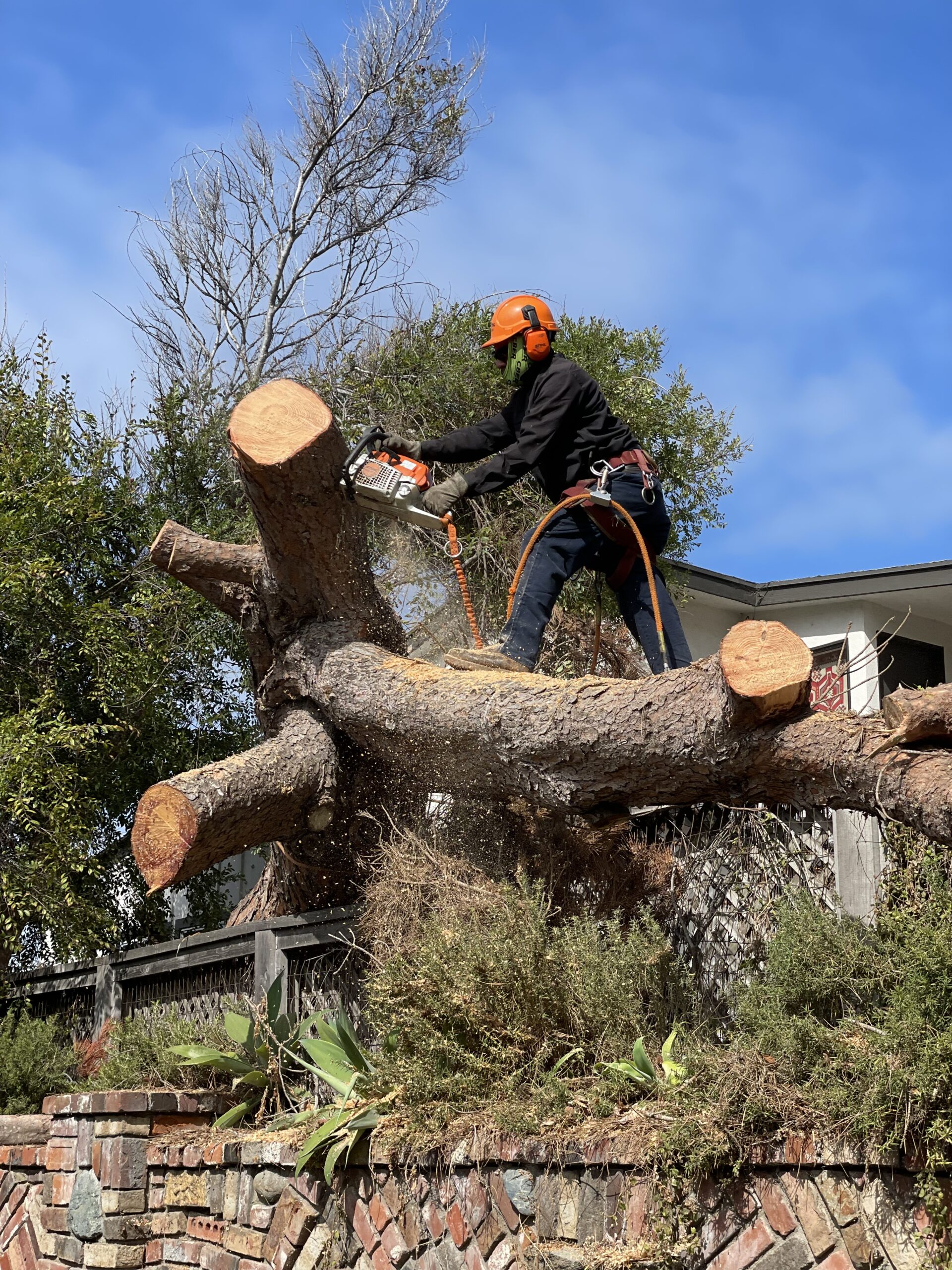 Professional Tree Removal Service