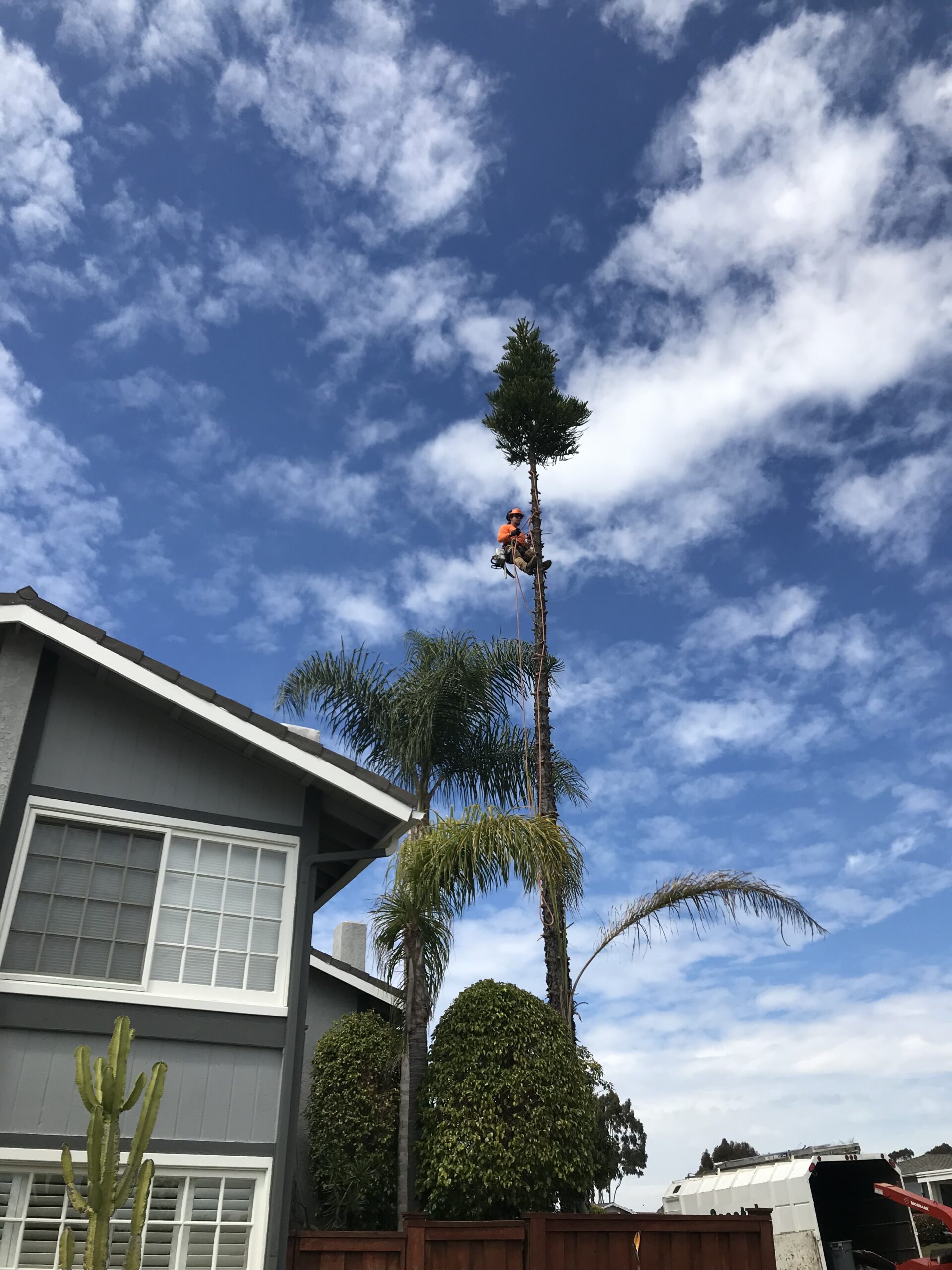 Palm Tree Maintenance Under Blue Sky