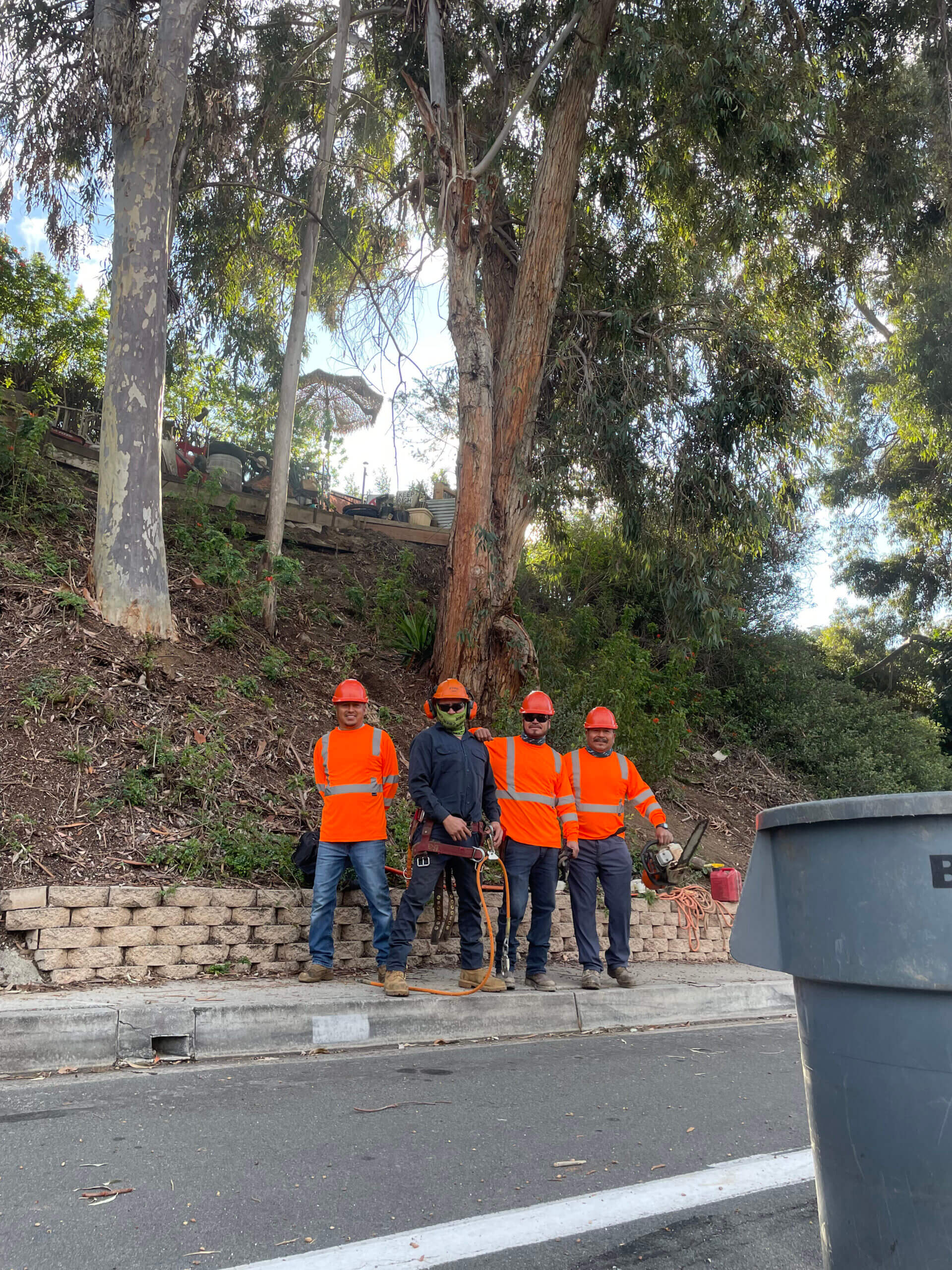 Tree Removals